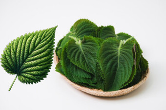 깻잎효능 부작용 먹는법 꿀팁 - 깻잎의 부작용 깻잎효능 부작용 먹는법 꿀팁 - 깻잎의 부작용