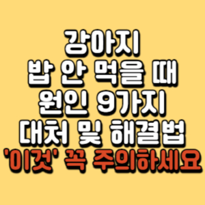 강아지-밥-안-먹을-때
강아지-밥-안먹어요