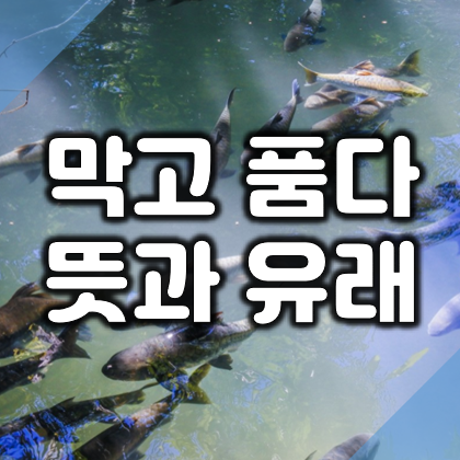  막고품다 뜻과 유래, 예시