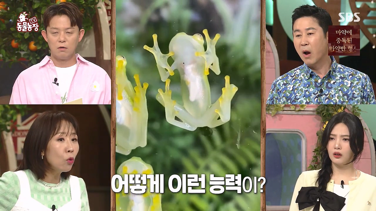 TV 동물농장.E1172.240520p-NEXT.mp4_20240519_162400.814.jpg