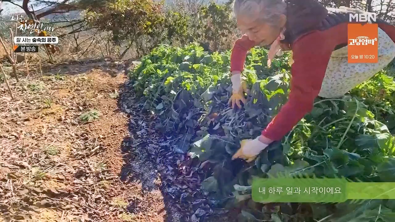 나는 자연인이다.E582.231130p-NEXT.mp4_20231130_200812.427.jpg