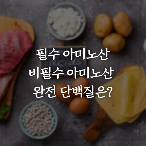 필수-아미노산-비필수-아미노산-완전-단백질은?