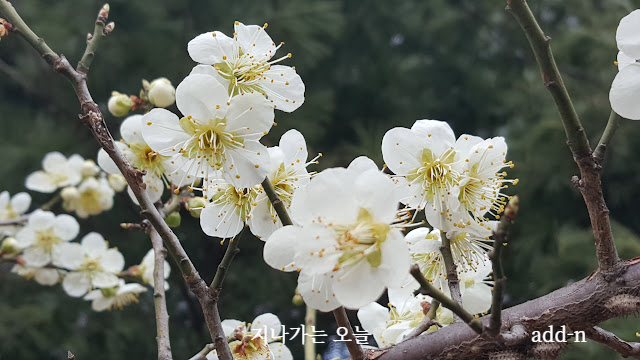 매화꽃의 암술과 수술의 모양