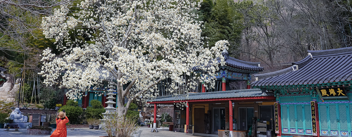 부산 봄꽃 명소