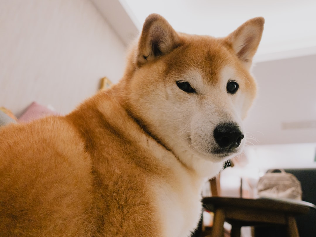 Dogecoin