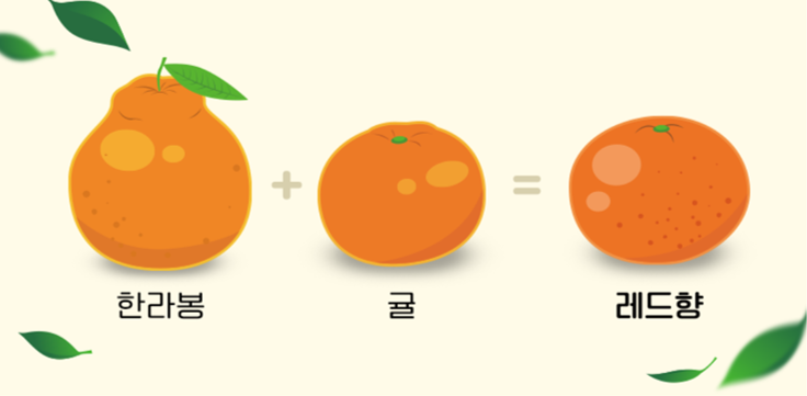 레드향 이미지