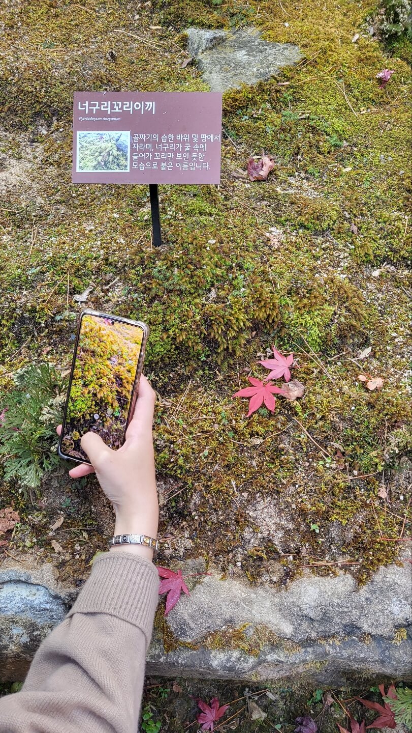 너구리꼬리이끼