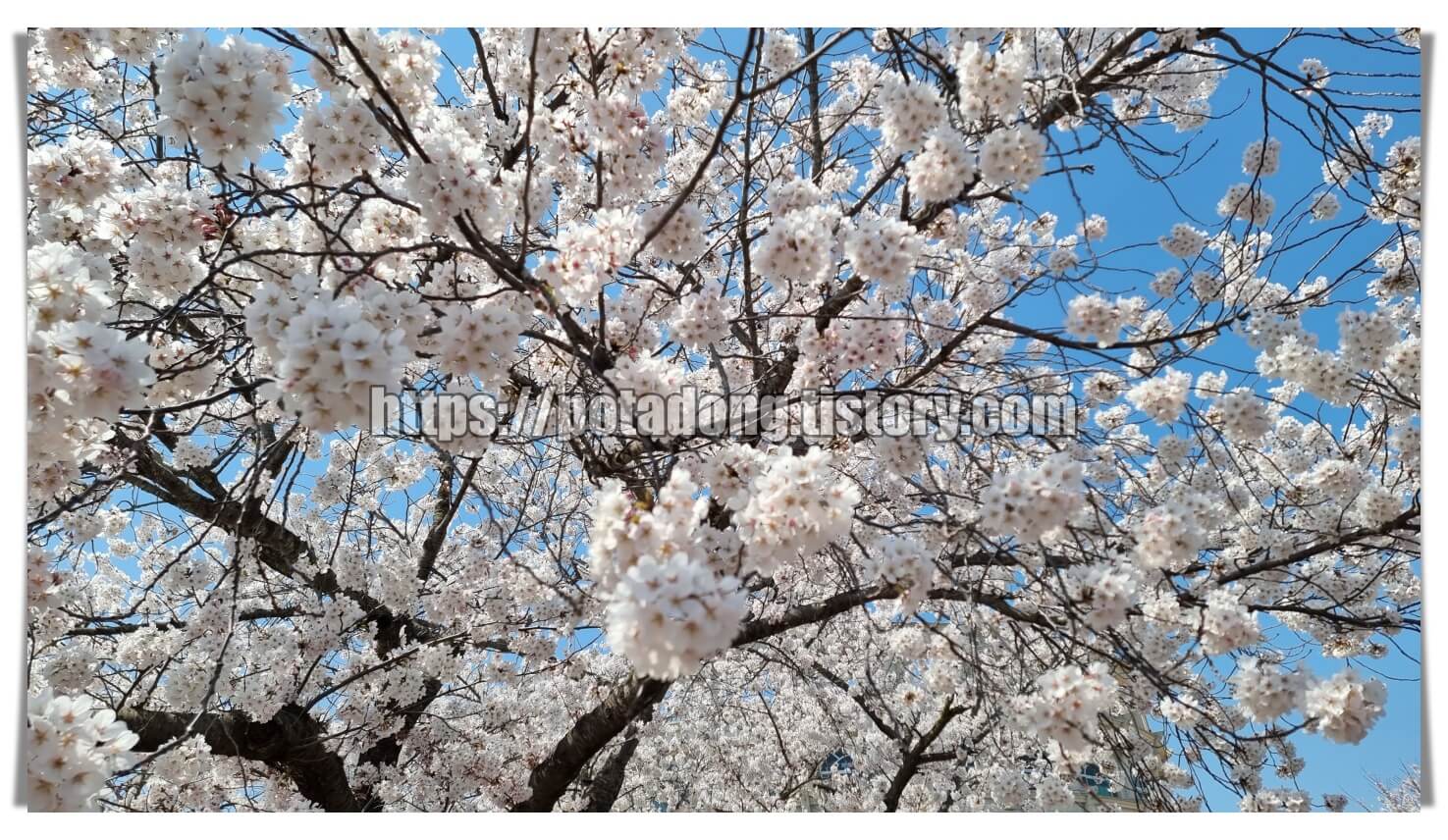 페이지나인 앞 벚꽃나무