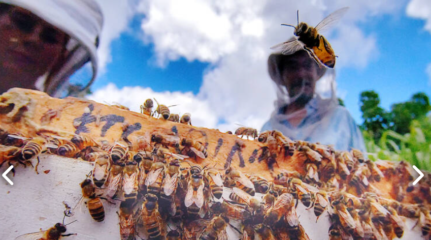 고지대-꿀벌-연구의-선구자