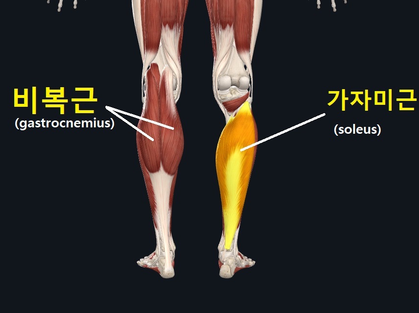 종아리 근육의 뭉침을 잘 풀기 위해서는 7