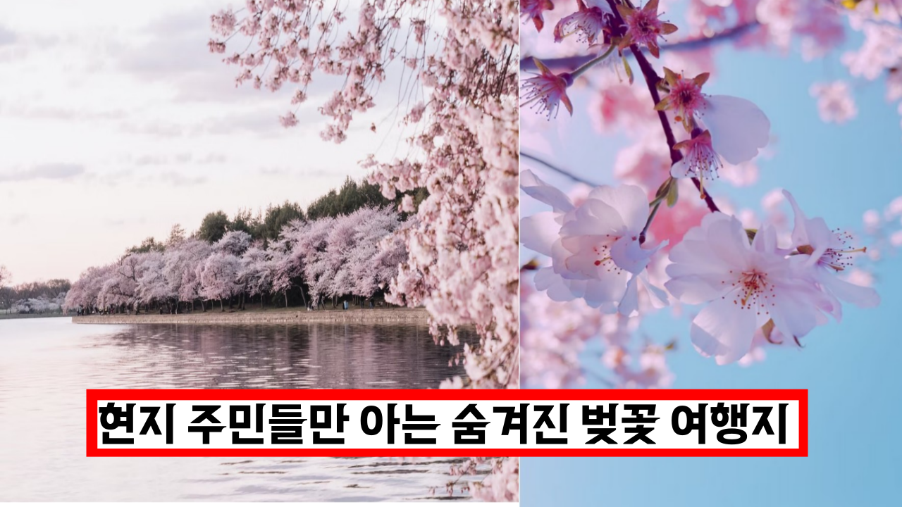  '이곳을 놓치시면 정말 후회해요' 4월 벚꽃 시즌 전국 여행지 (+숨은 명소)