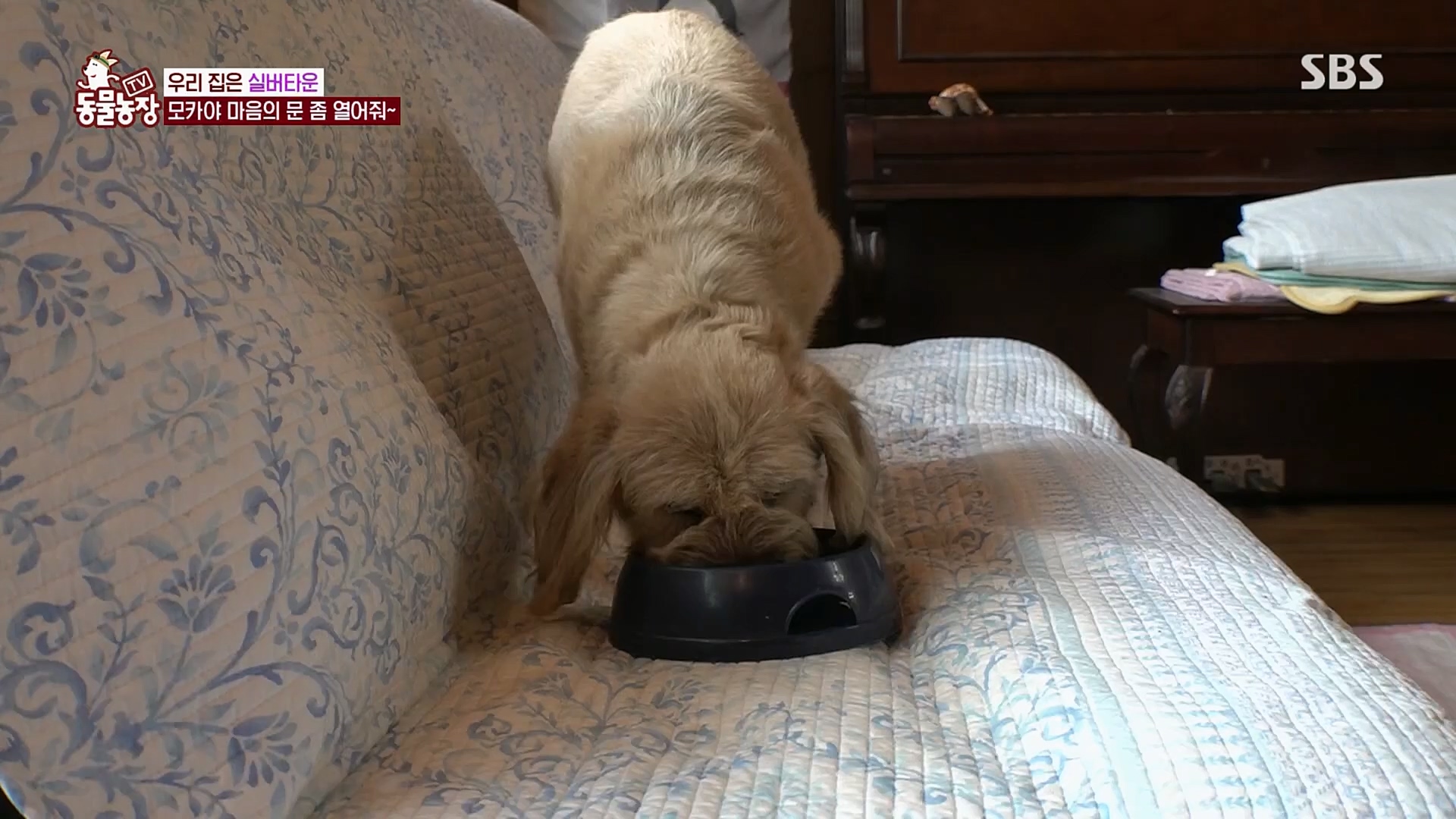 TV 동물농장.E1115.230409p.H264-F1RST.mp4_20230409_173053.274.jpg