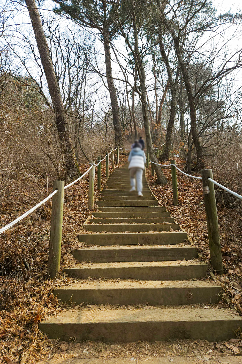 서울 경기 청계산 등산로 나무 계단