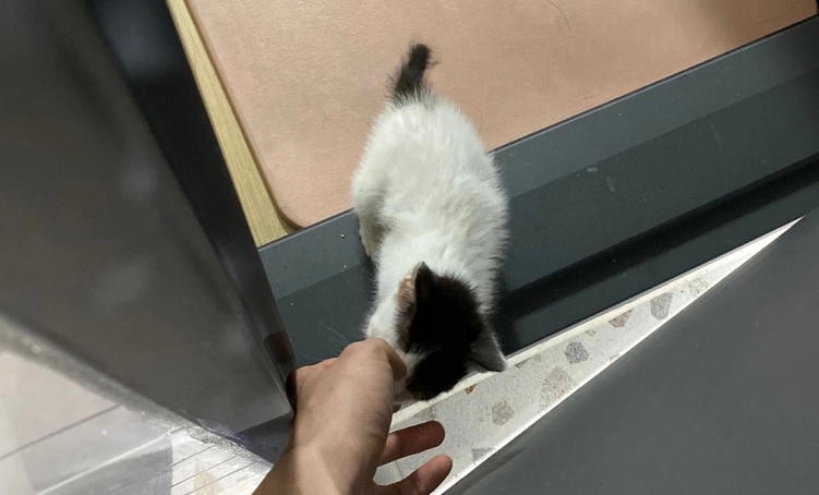  고양이 버릇 깨무는 습관 고치기_with 오레오