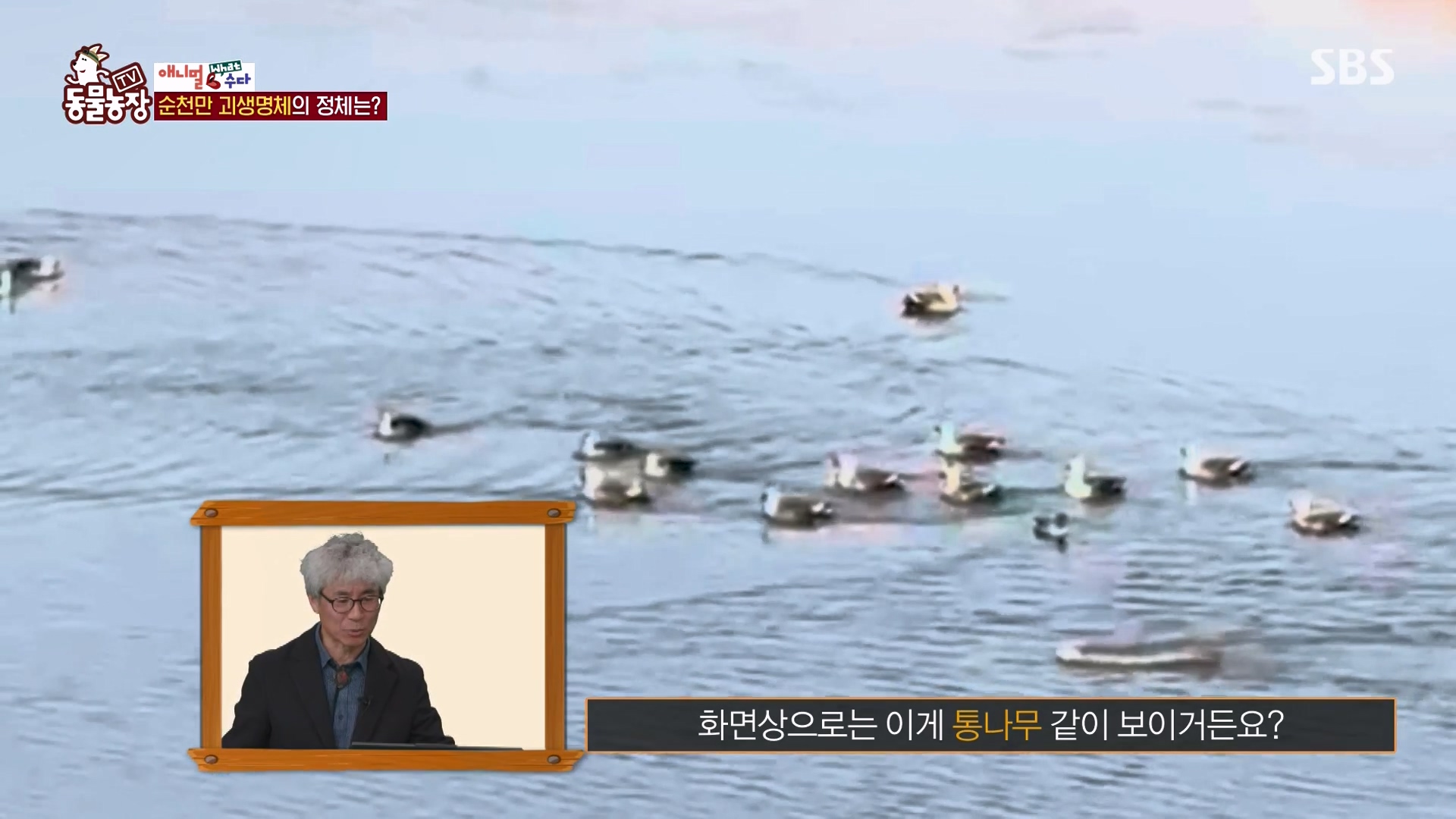 TV 동물농장.E1164.240324p-NEXT.mp4_20240324_170347.252.jpg