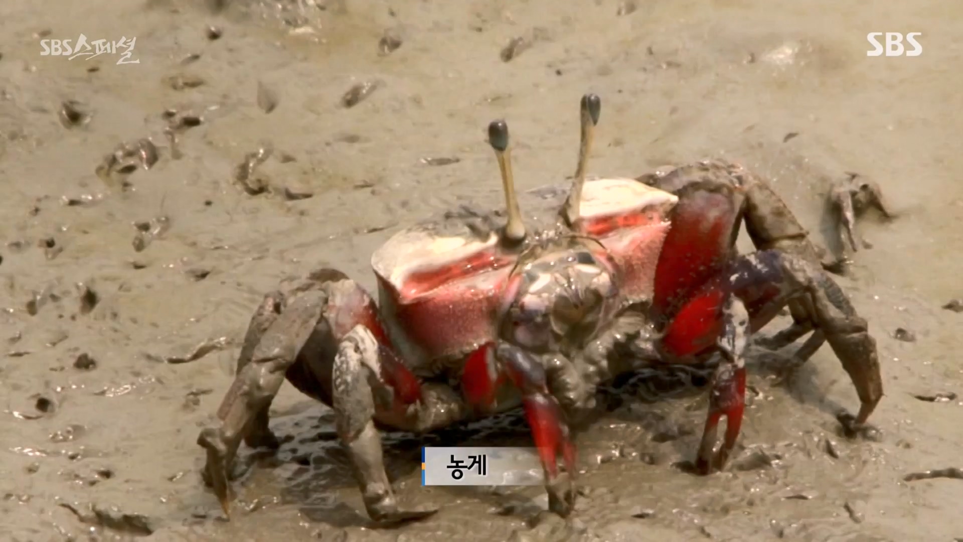일요특선 다큐멘터리.E344.240310p-NEXT.mp4_20240310_160118.800.jpg