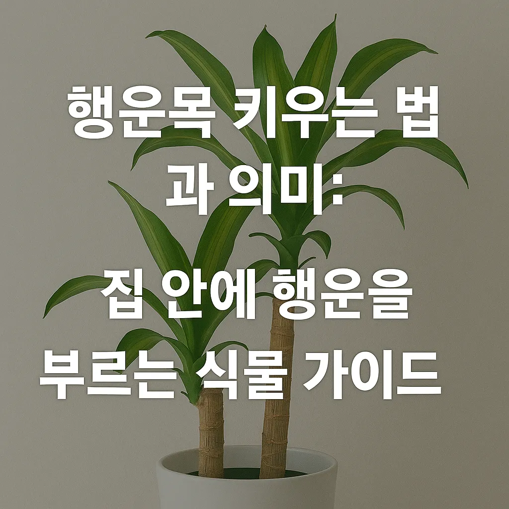 행운목 키우는 법