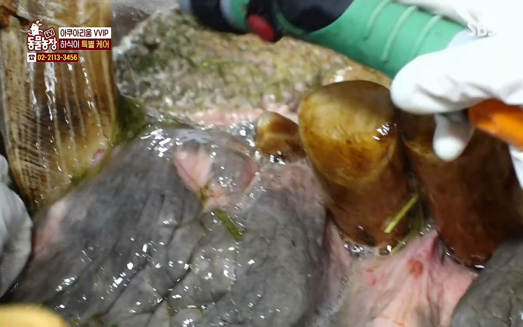 TV 동물농장.E1067.220501p.H264-F1RST.mp4_20220501_184957.634.jpg