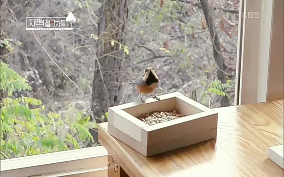 [3회] 자연의 철학자들 - KBS새처럼 살고 싶어라] 자연이라는 위대한 법당에서 숲의 울림, 새들의 소리를 들으며 깨달음을 얻은 도연 스님.ts_20220320_153558.712.jpg