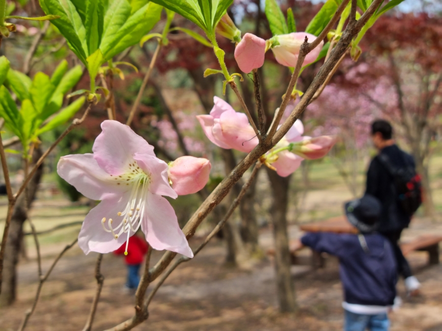 남이섬 배시간표 남이섬 배시간표, 할인 방법, 6