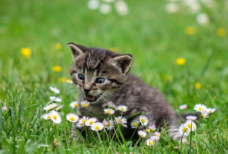 풀밭에서 꽃을 보고 있는 새끼고양이