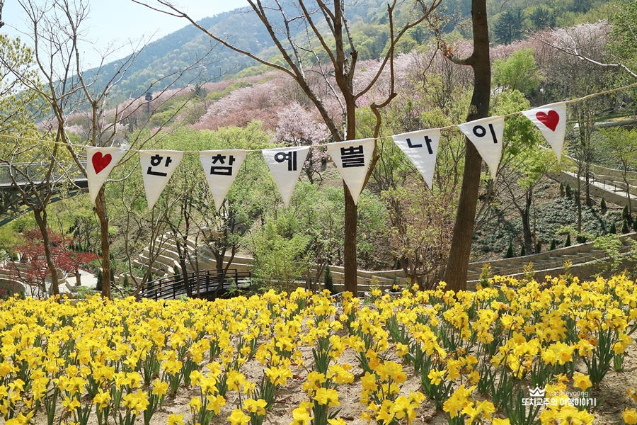 수선화 꽃 위로 한참예쁠나이 가랜드가 설치되어 있다