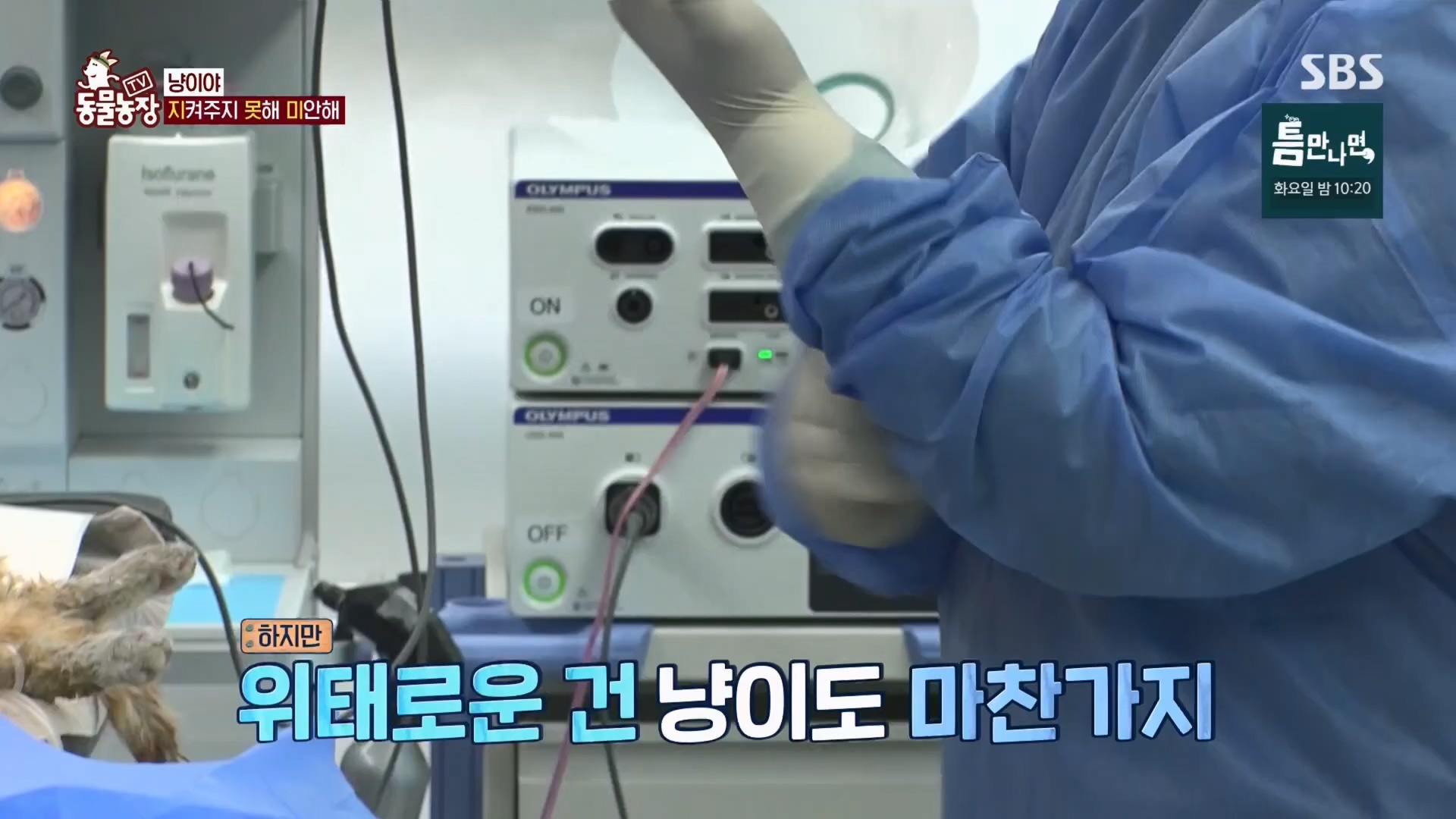 TV 동물농장.E1170.240505p.H264-F1RST.mp4_20240505_153814.025.jpg