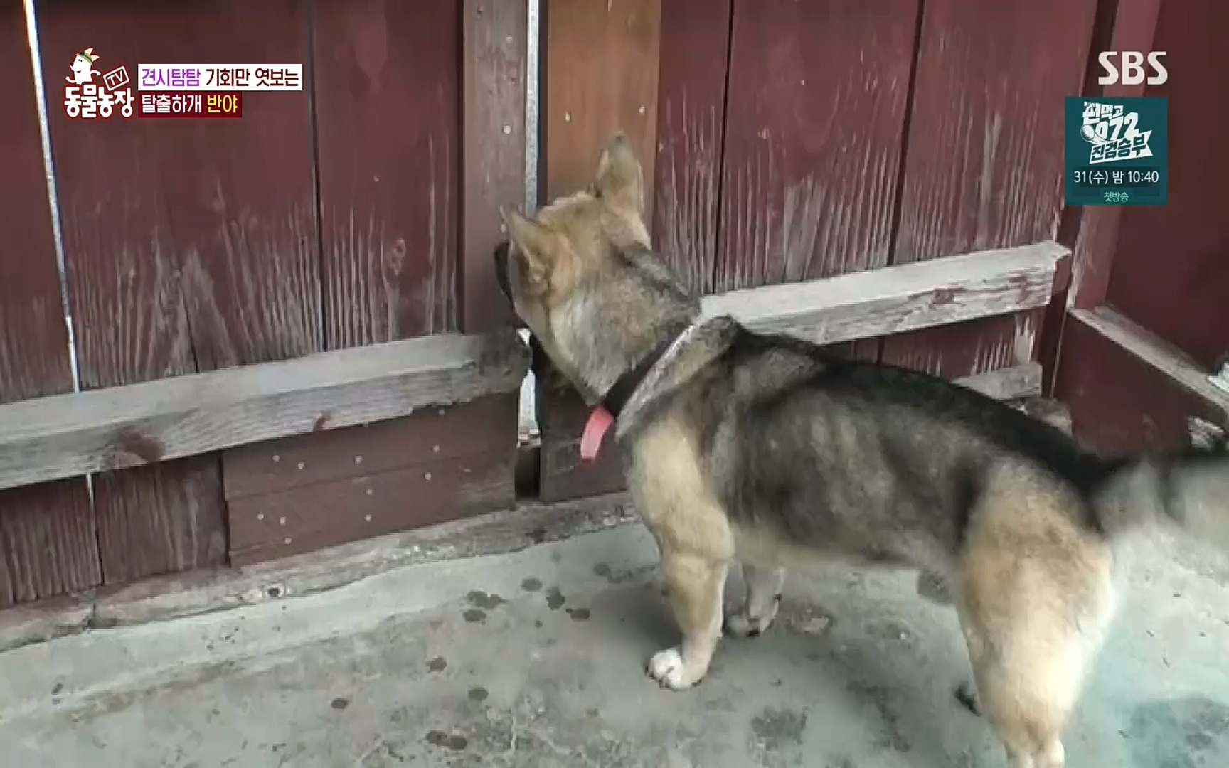 TV 동물농장.E1083.220821p.H264-F1RST.mp4_20220821_183710.077.jpg
