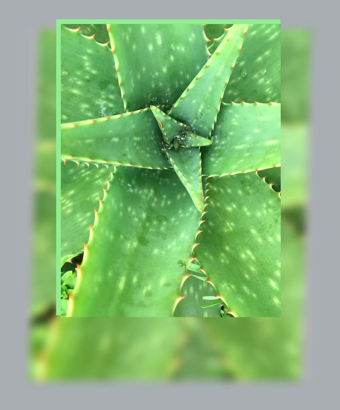 알로에 효능_2_subsection