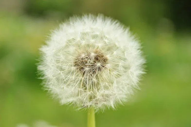 씨앗이 알려주는 인생의 법칙, 행복한 아침편지