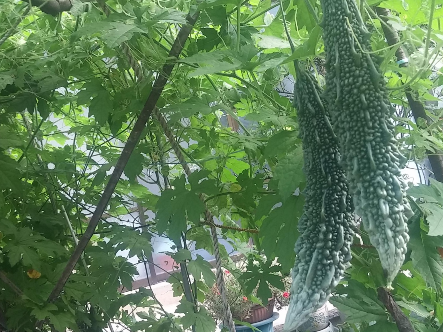  여주 효능 완전 정복