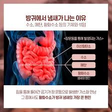 방귀 냄새가 심한 이유