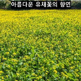 유채꽃 ⓒ한국관광공사 포토코리아 - 라이브스튜디오