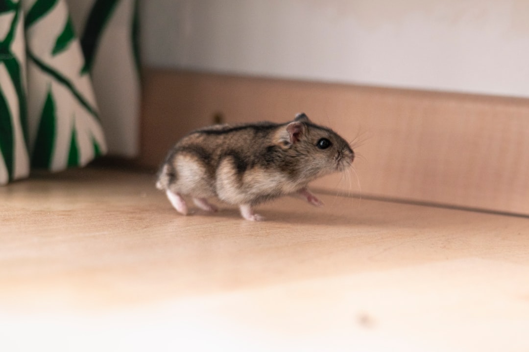 Rat