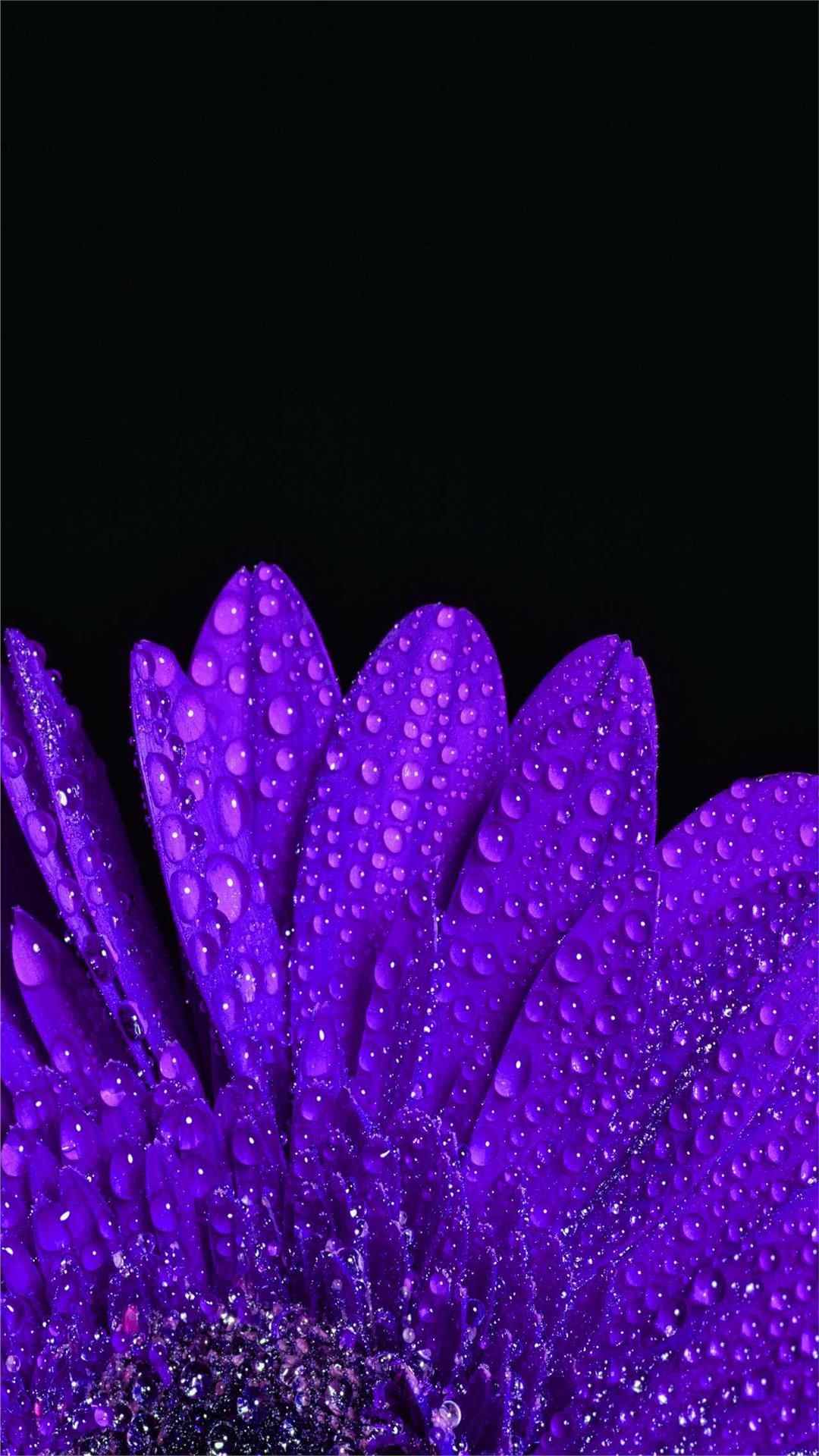 Aster Flower iPhone Wallpaper