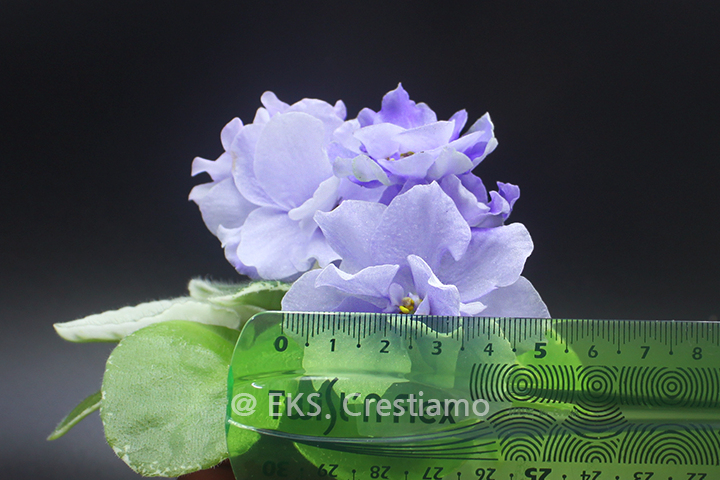 AfricanViolet_790-5_미니바이올렛_2