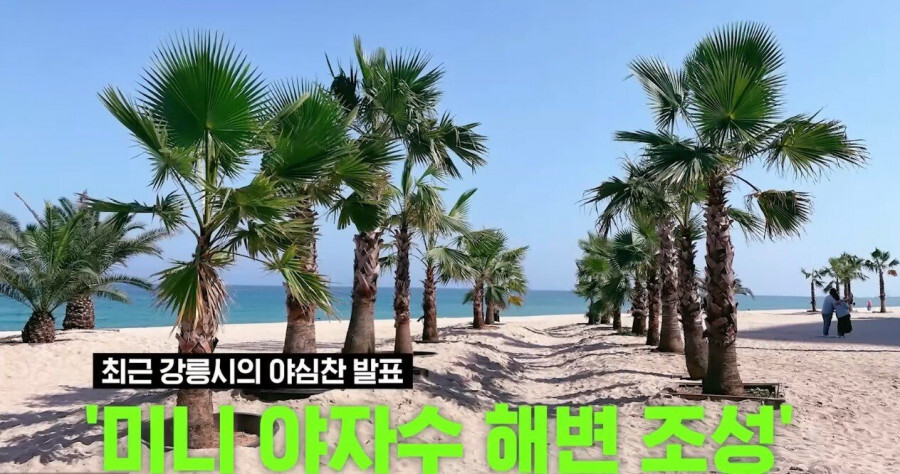  해변에 야자수를 심을 예정이라는 강원도..ㅋㅋㅋ