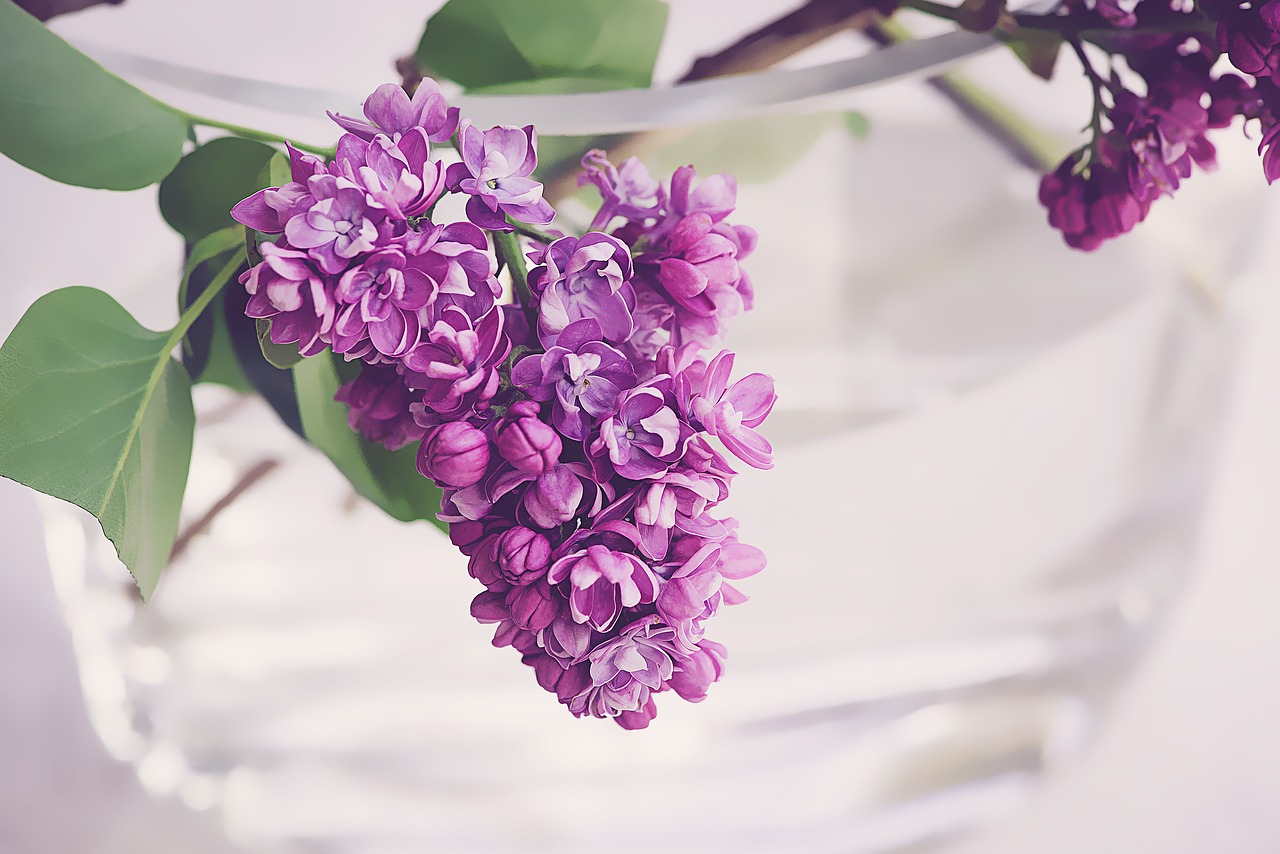  나의 첫사랑, Liliac(라일락)