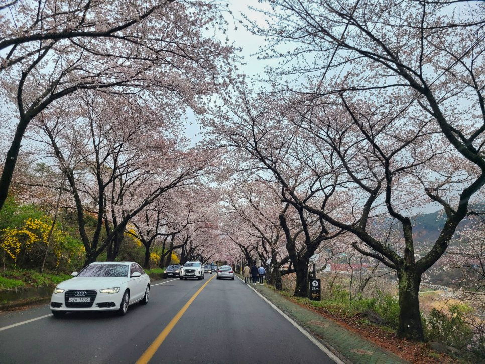 하동십리벚꽃길 벚꽃이 점점 만발하고 있습니다 3