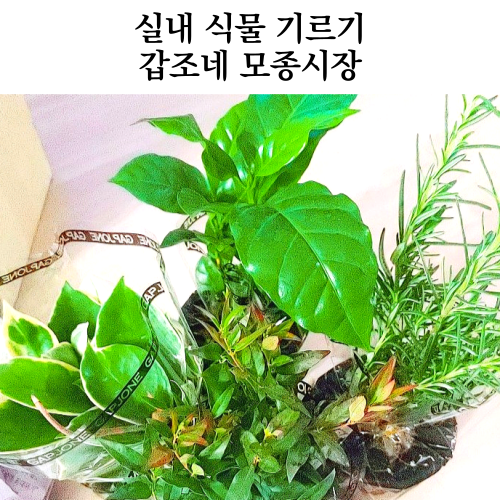  키우기 쉬운 식물 - 갑조네 모종시장 택배 구매 실내 식물 키우기