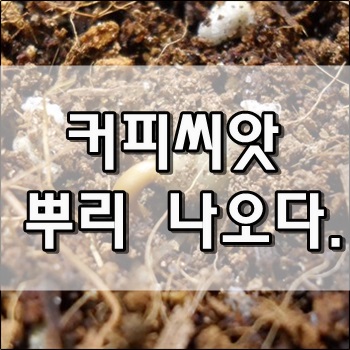  첫번째 커피씨앗 뿌리가 나왔습니다.