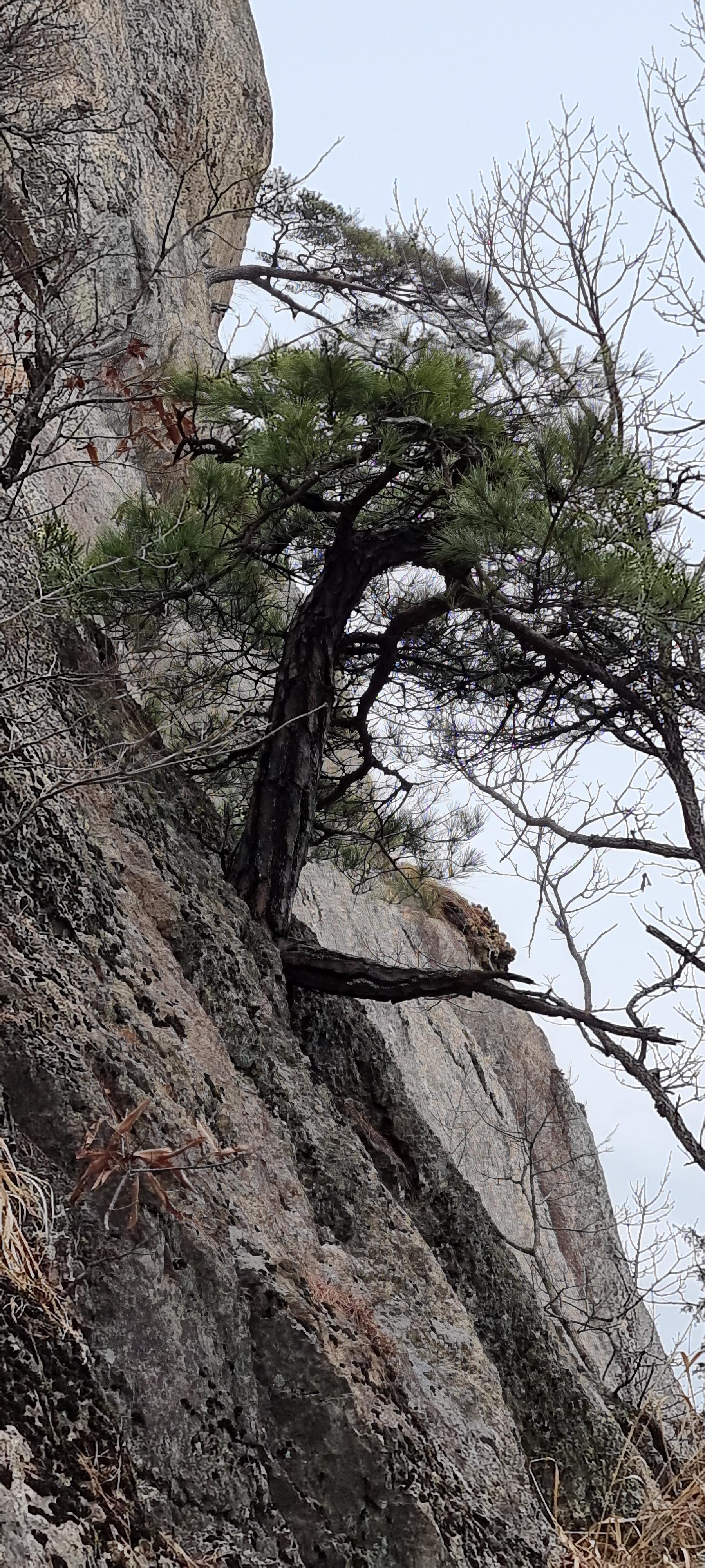변산바람꽃 17