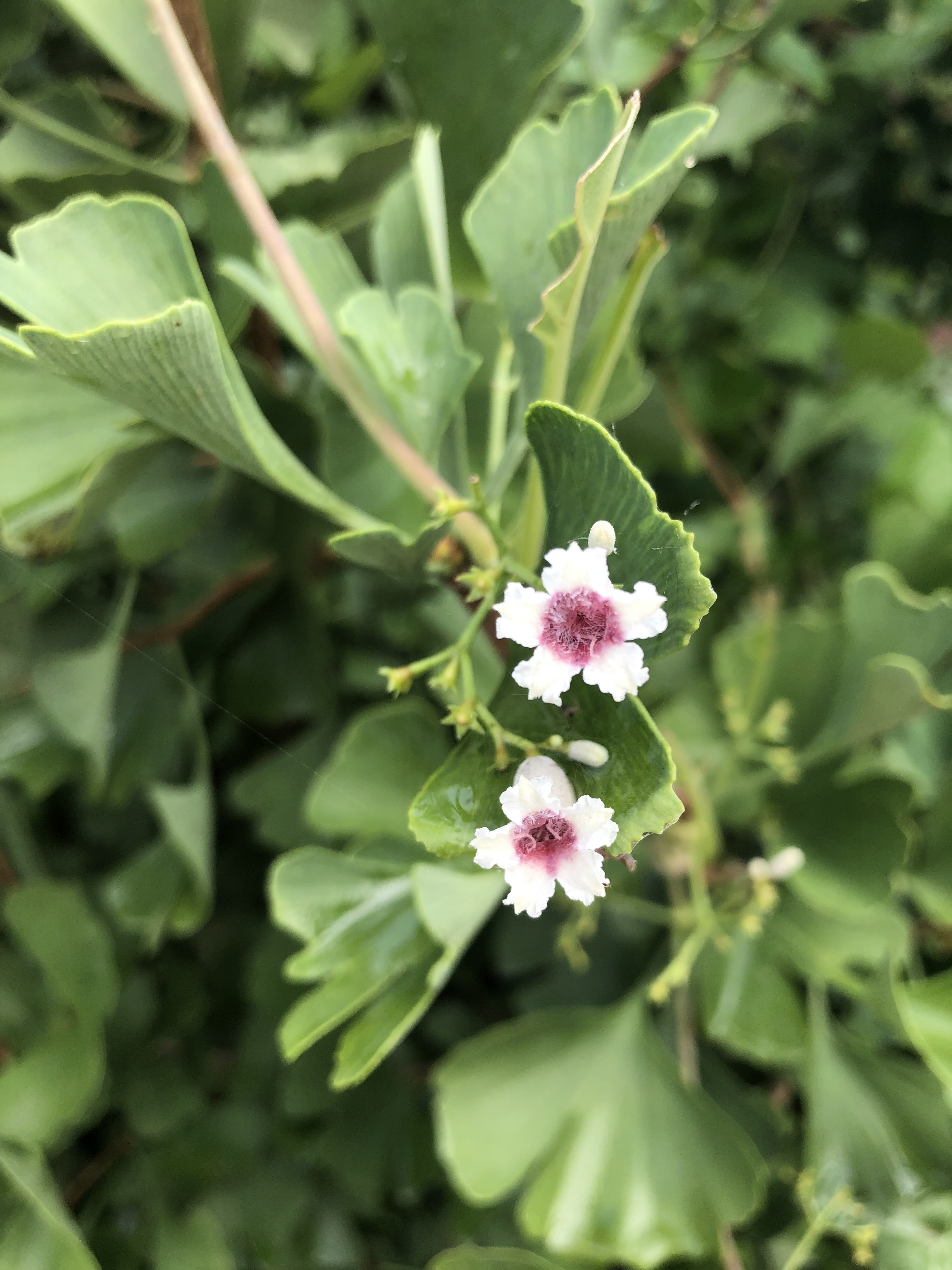  초연당 야생화 이야기 - 계요등(닭오줌덩쿨) 닭 똥 냄새가 나는 앙증맞은 야생초