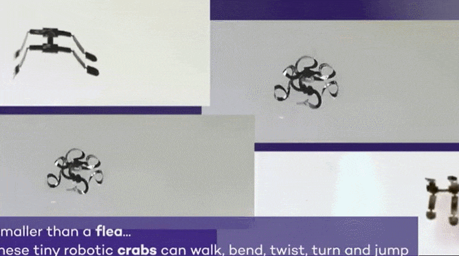 벼룩보다 작은 원격조종 보행 로봇 VIDEO:Tiny robotic crab is smallest-ever remote-controlled walking robot