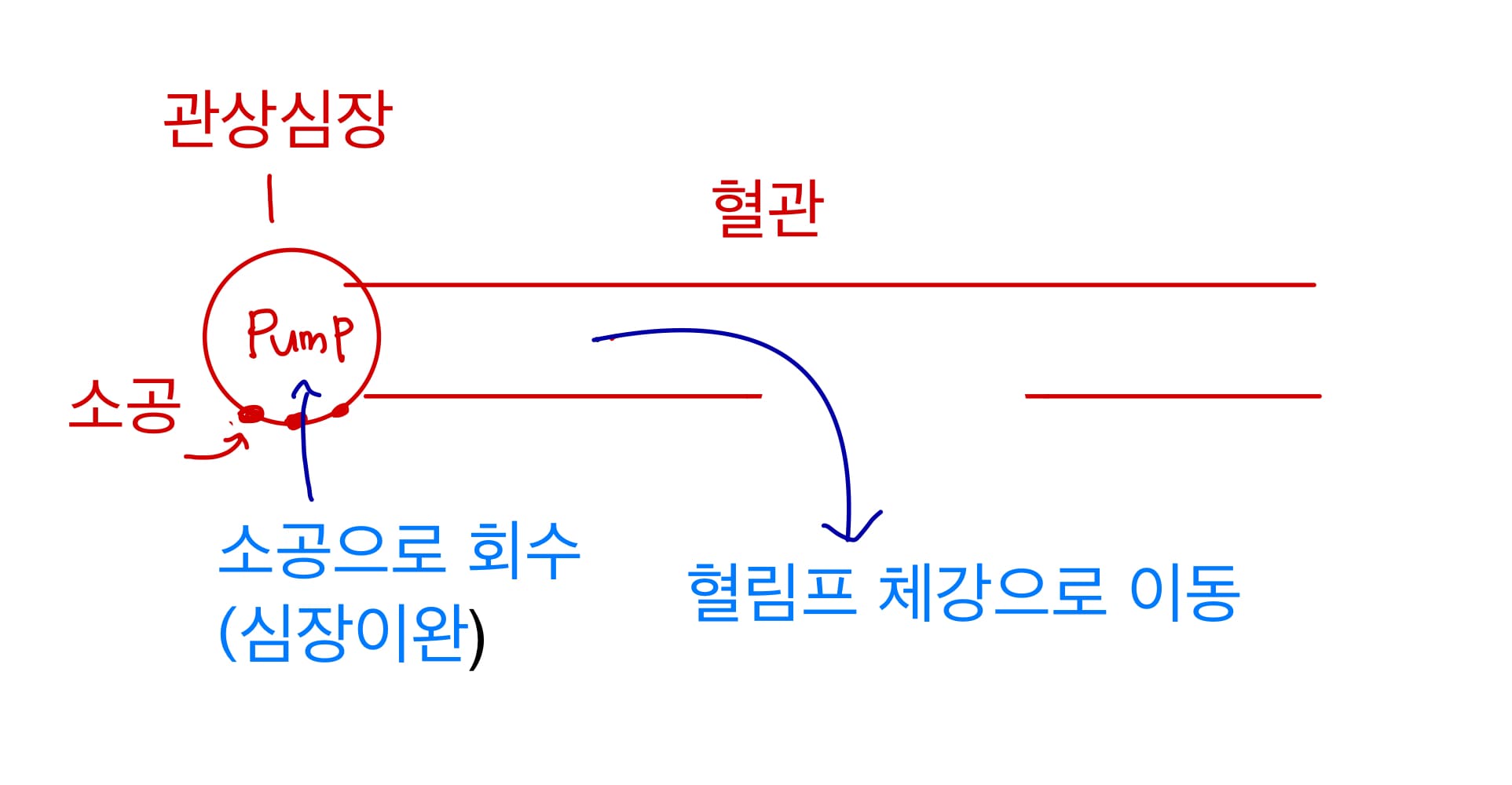  다양한 순환계의 종류/척추동물의 심장 구조