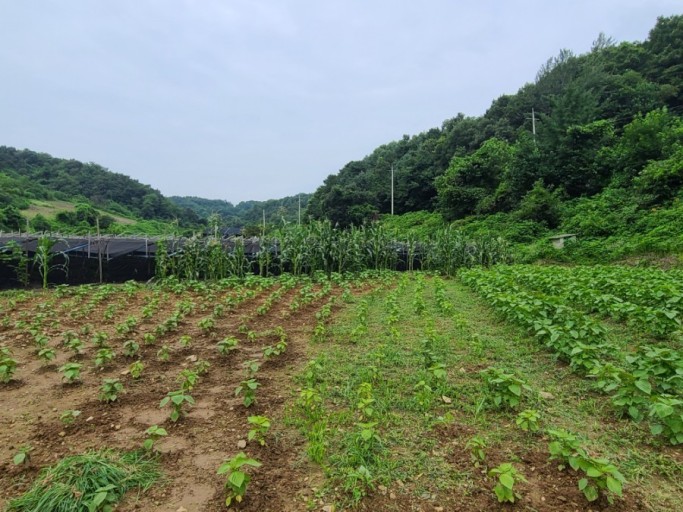 주말농장