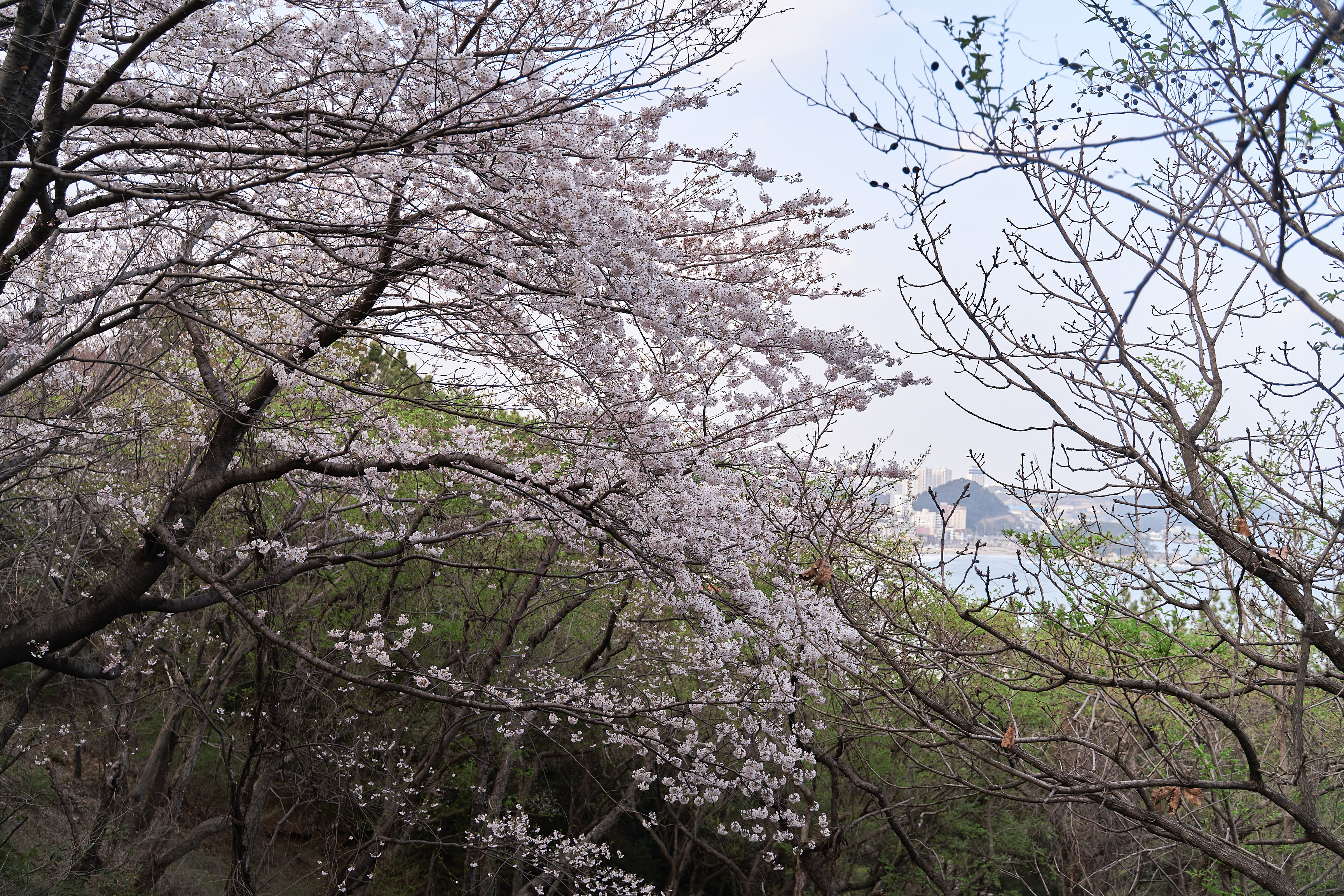 달맞이벚꽃
