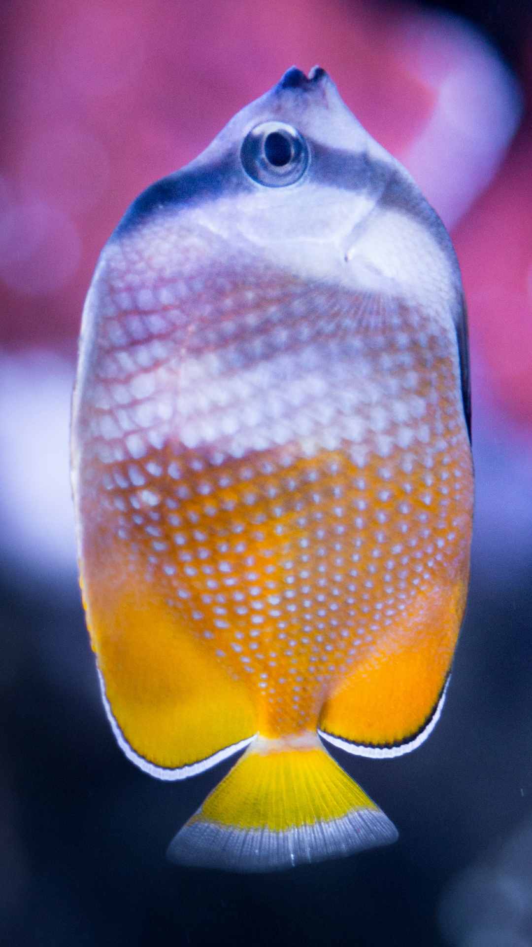 Fish Photo Animal iPhone Wallpaper