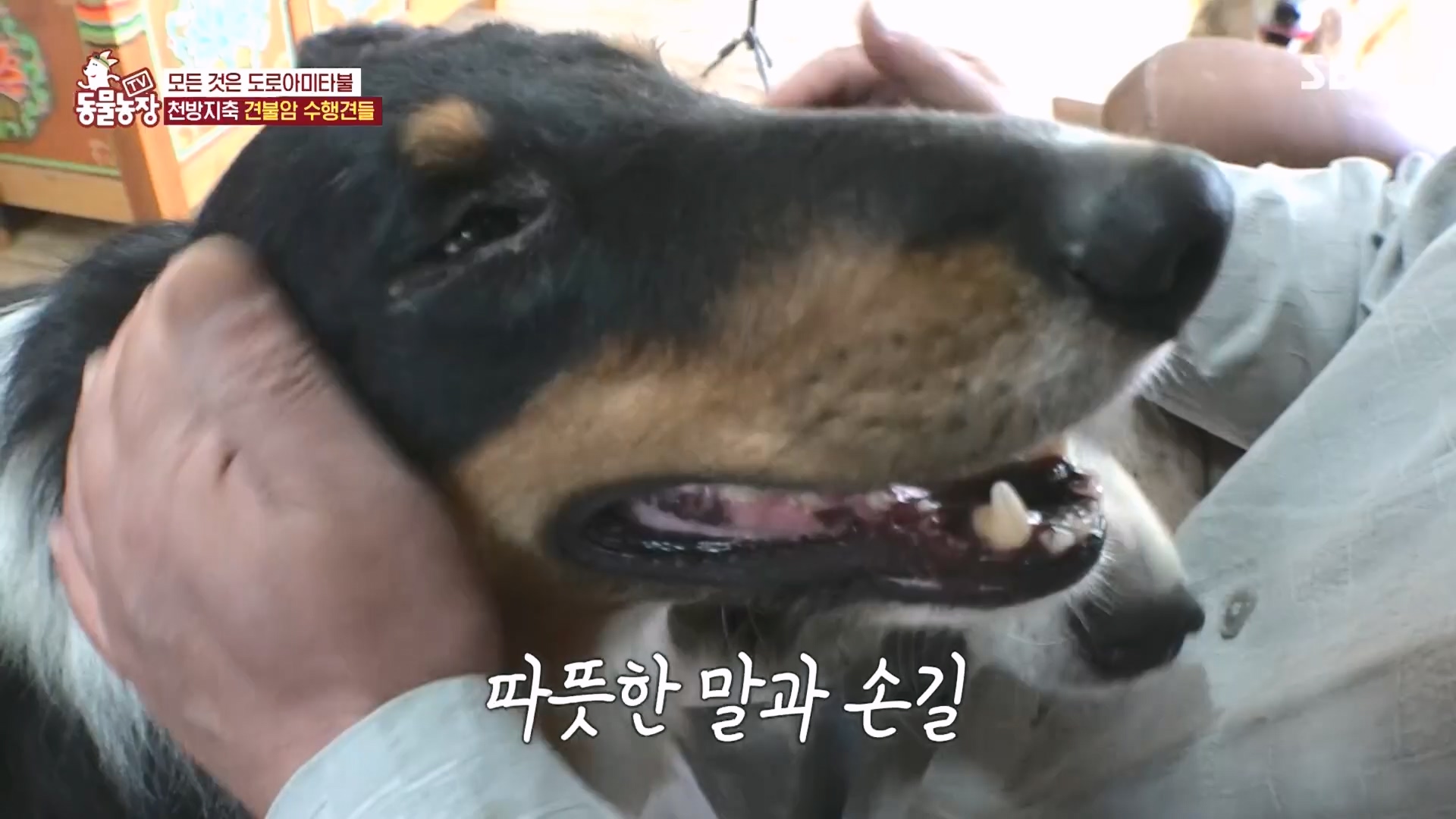 TV 동물농장.E1149.231210p.H264-F1RST.mp4_20231210_171055.168.jpg