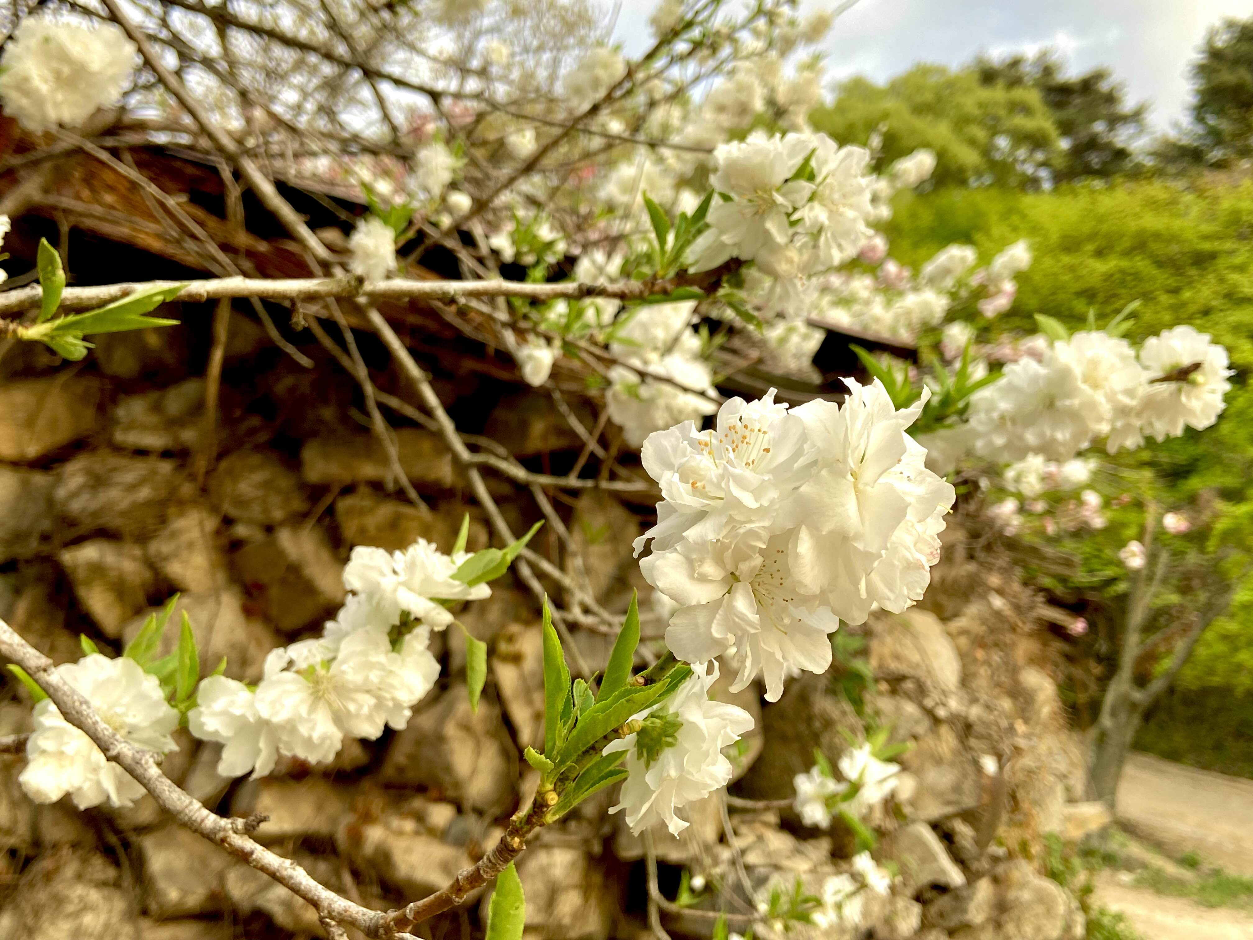 서산 겹벚꽃